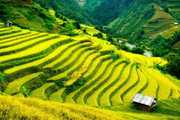 Vietnam Sapa trekking