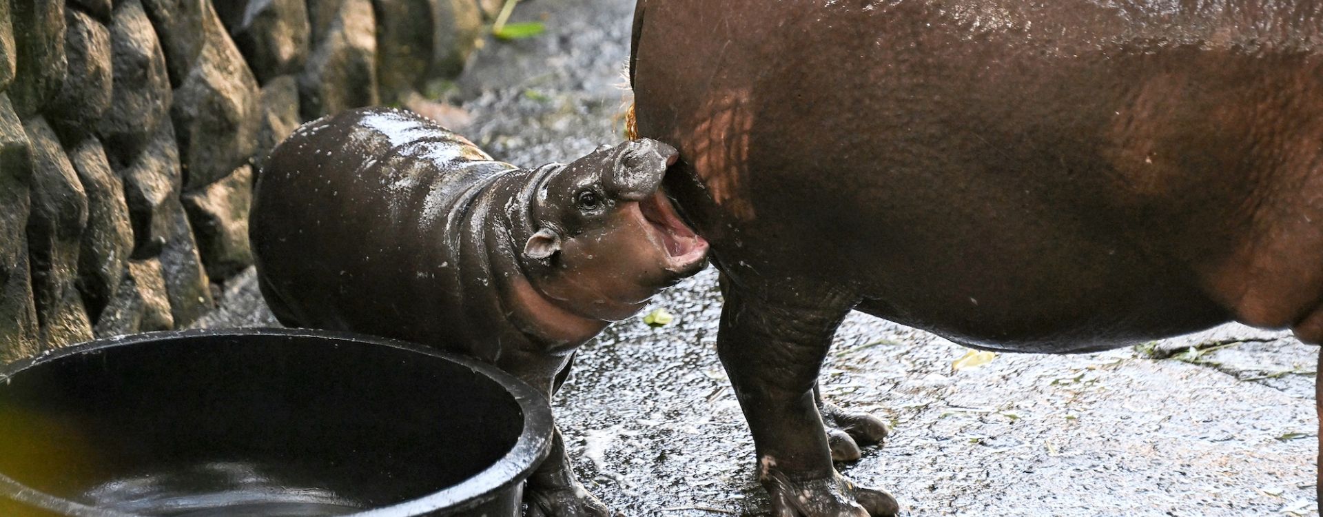 Baby Pygmy Hippo in Thailand: The Cutest Sight You Can't Miss