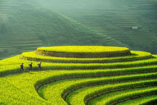 Vietnam Tours
