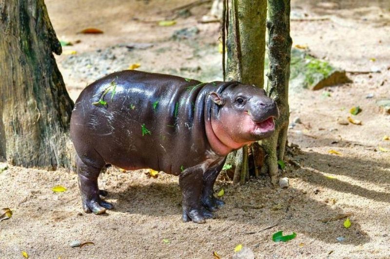 moo deng - baby pygmy hippo thailand